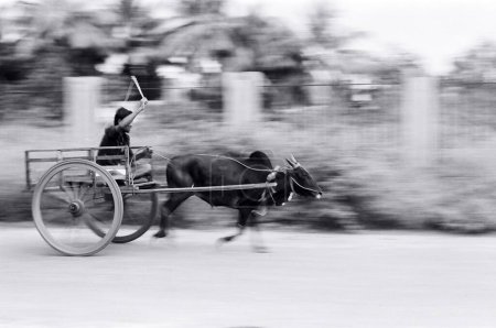 Photo for Bullock cart race near Palakkad ; Kerala ; India - Royalty Free Image