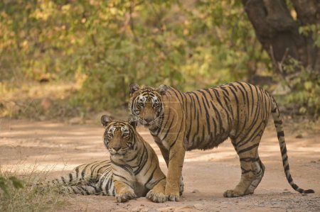 Tigre du Bengale dans le parc national de Ranthambhore, rajasthan, Inde, Asie