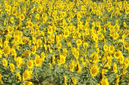 Photo for Sunflower (Helianthus annuus) , Sunflower plant, Hivre, Maharashtra, India - Royalty Free Image