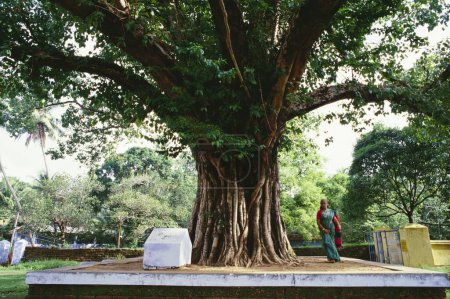 Foto de Rounding Pipal tree Ramaswami temple , Thalassery , Kerala , India - Imagen libre de derechos