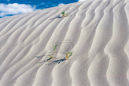 Photo for Sand dunes ; Nubra valley; Ladakh; Jammu and Kashmir ; India - Royalty Free Image