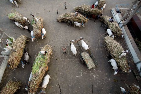 Foto de Una vista aérea de los agricultores que esperan con caña de azúcar cargada en el carro de bueyes llevado a la fábrica de azúcar; Sangli; Maharashtra; India - Imagen libre de derechos