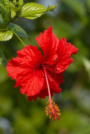 Photo for One Shoe flower , red color , Kunkeshwar , Konkan coast , District Sindhudurg , Maharashtra , India - Royalty Free Image