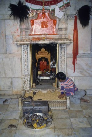 Foto de Rata en karni mata templo en bikaner en rajasthan India - Imagen libre de derechos