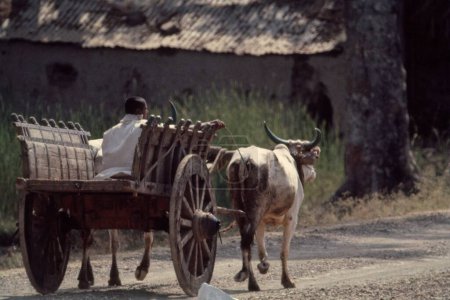 Photo for Bullock Cart in India - Royalty Free Image