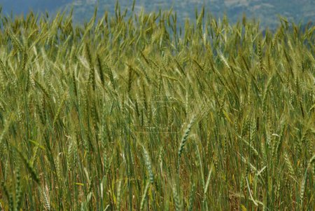 Wheat field ; Uttaranchal ; India