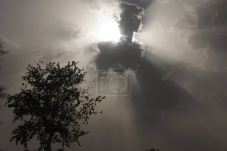 Photo for Sun , Clouds , Trees , Nature , Sunrays , Jaipur , Rajasthan , India - Royalty Free Image