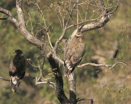 Téléchargez les photos : Oiseaux, Aigle royal, Aigle fauve, Aquila nipalensis, Aigle rapace, Shimla, Himachal Pradesh, Inde - en image libre de droit