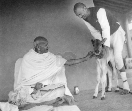 Photo for Mahatma Gandhi fondling a newborn four hours old calf, with ashramite Balwant Singh, who was in charge of the dairy farm at Sevagram Ashram, 1939 - Royalty Free Image