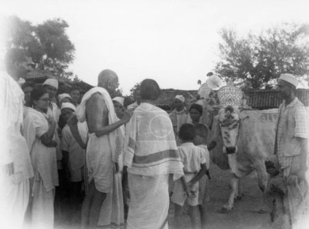 Foto de Mahatma Gandhi y otros saludan a una vaca condecorada durante el Festival de los Bullocks, Ashram Sevagram, 1939, Abha Gandhi - Imagen libre de derechos
