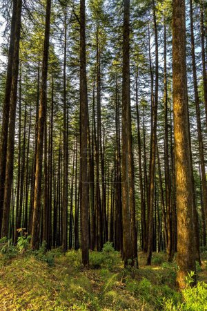 Pines and Deodars in Nature Park of Kanatal, Uttarakhand, India, Asia