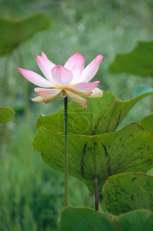 Téléchargez les photos : Lotus blanc et rose Nelumbo nucifera - en image libre de droit