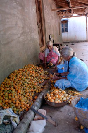 Téléchargez les photos : Vieilles femmes travaillant sur la séparation des noix de bétel à Harihareshvar ; Taluka Shreevardhan ; District Raigadh ; Maharashtra ; Inde - en image libre de droit
