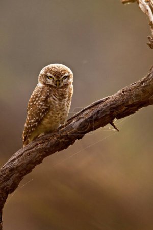 Spotted owlet athene brama staring , Keola Deo Ghana national park , Bharatpur , Rajasthan , India