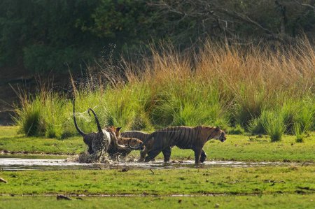 Wilde Tigerfamilie, Mutter von drei erwachsenen oder jugendlichen Jungen, beim Spielen auf einer feuchten Wiese am Rande eines Sees im Ranthambhore Nationalpark in Indien