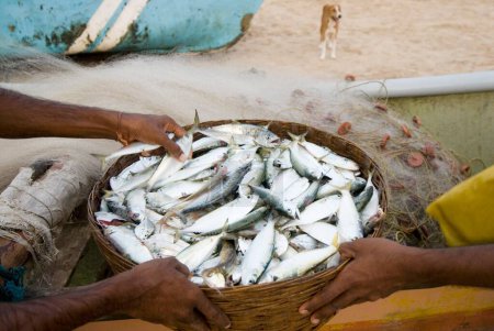 Téléchargez les photos : Panier plein de poissons frais à la plage de vengurla ; quartier Sindhudurga ; Maharashtra ; Inde - en image libre de droit