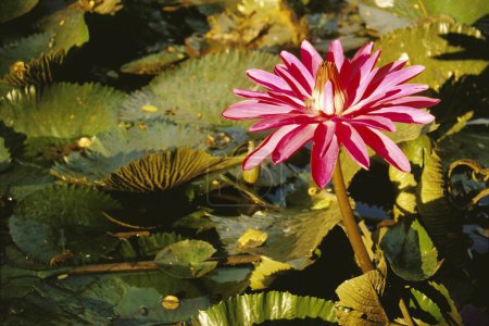 Close up of one pink and red color Lotus flower growing in a pond (nelumbo nucifera)