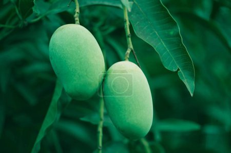 Photo for Green mangoes hanging on Mango tree Kolkata India Asia - Royalty Free Image