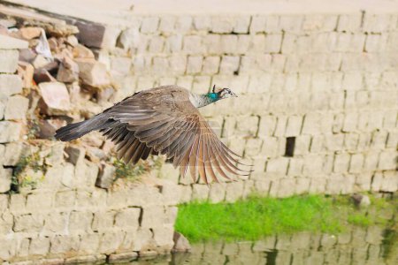 Aves; pavo real o búho real hembra que vuelan pavo cristatus; Mandore; Jodhpur; Rajastán; India peahen