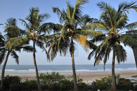 Meereslandschaft mit Kokospalmen bei karde ratnagiri Maharashtra Indien Asien