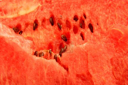 Photo for Fruits ; Watery and red pulp with black  seeds of watermelon ; Pune; Maharashtra; India - Royalty Free Image