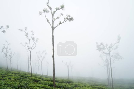 Foto de Plantación de té, Tea Nest resort, Singara Estate, Coonoor, Nilgiris, Tamil Nadu, India - Imagen libre de derechos