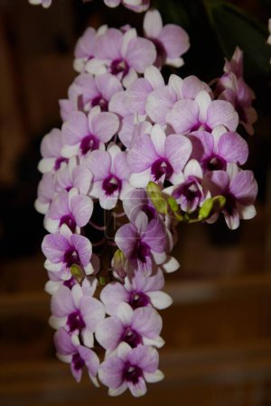 Foto de Flores de orquídea en la naturaleza - Imagen libre de derechos