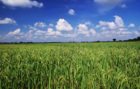 Reisfelder in Indien
