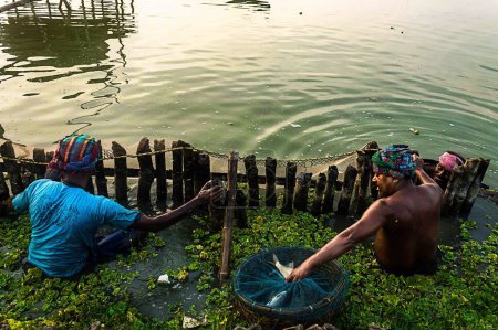 Photo for Fisherman fishing in lake, kolkata, west Bengal, India, Asia - Royalty Free Image