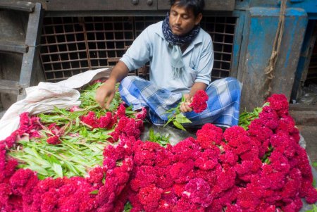 Téléchargez les photos : Vendeur de fleurs Tri des fleurs rouges dans le marché aux fleurs ; Howrah ; Kolkata ; West Bengal ; Inde - en image libre de droit