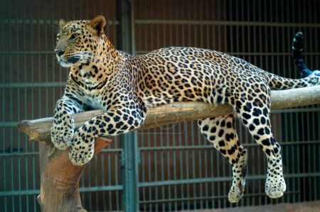Leopard caged at city zoo called Veermata Jijamata Prani Sangrahalay or Rani Bagh ; Bombay Mumbai ; Maharashtra ; India