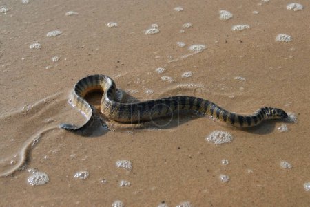 Téléchargez les photos : Reptiles ; Lapemis curtus de serpent de mer empoisonné à la plage de Kunkeshwar ; taluka Devgad ; district Sindhudurga ; Maharashtra ; Inde ; Asie - en image libre de droit