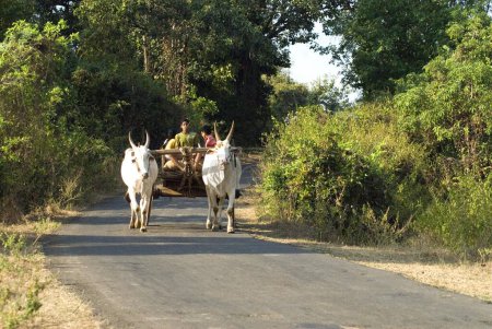 Téléchargez les photos : Chariot Bullock sur la route au village d'Anjarle au district Dapoli ; Maharashtra ; Inde - en image libre de droit