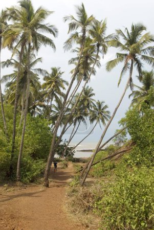 Palmen Kokospalmen am Reddi-Strand; Bezirk Sindhudurga; Maharashtra; Indien