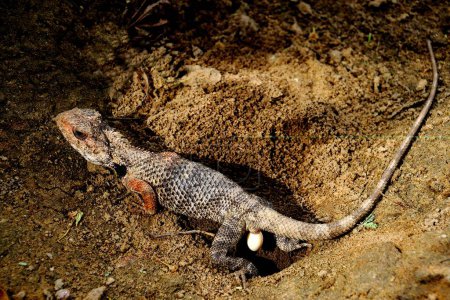 Chameleon laying egg ; Jodhpur ; Rajasthan ; India