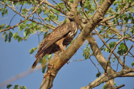Foto de Águila, parque nacional gir, Gujarat, India, Asia - Imagen libre de derechos
