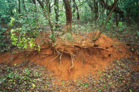 ecología erosión del suelo, matheran, maharashtra, india