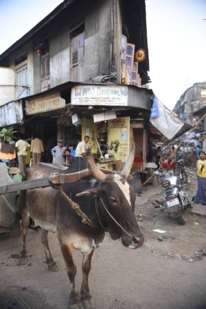 Photo for Bullock cart ; Bombay Mumbai ; Maharashtra ; India - Royalty Free Image
