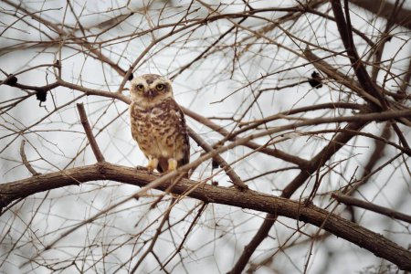 Owl, gir national park, Gujarat, india, asia