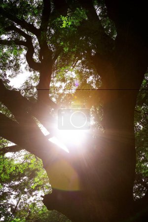 Photo for Shadow and beam of light coming through leaves of tree in Sanjay Gandhi National Park ; Borivali ; Bombay Mumbai ; Maharashtra ; India - Royalty Free Image