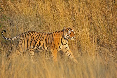 Tiger panthera tigris tigris se déplaçant dans les herbes sèches, parc national de Ranthambore, Rajasthan, Inde