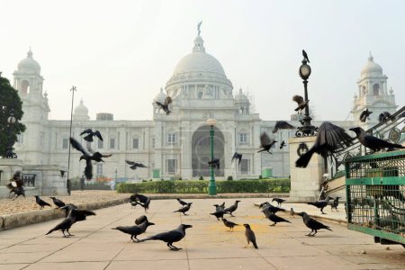 Nourriture et vol des corbeaux, Victoria Memorial, Kolkata, Bengale occidental, Inde, Asie