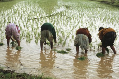Foto de Personas que trabajan en el campo de arroz, la India - Imagen libre de derechos