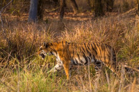 Téléchargez les photos : Tigre royal du Bengale, sanctuaire faunique de Tadoba, Maharashtra, Inde, Asie - en image libre de droit