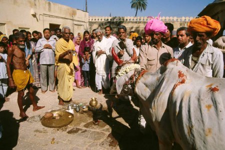 Téléchargez les photos : Vache culte, jaipur, rajasthan, Inde - en image libre de droit
