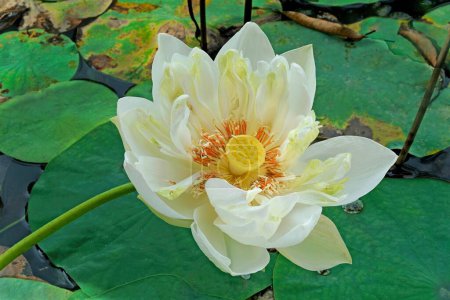 Flor de Loto Blanco, Nelumbo nucifera, Thiruvananthapuram, Kerala, India