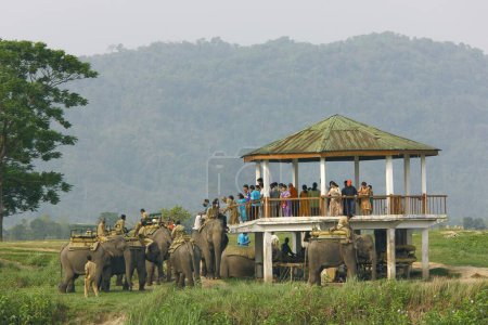 Téléchargez les photos : Éléphant d'Asie (Elephas maximus) avec de longues défenses d'ivoire du parc national Kaziranga ; Assam ; Inde - en image libre de droit