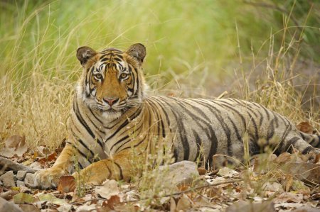 Foto de Tigre de Bengala, Parque Nacional Ranthambhore, Rajasthan, India Asia - Imagen libre de derechos