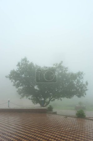 Téléchargez les photos : Arbre dans la brume ; Malshej Ghat ; Thane ; Maharashtra ; Inde 2010 - en image libre de droit