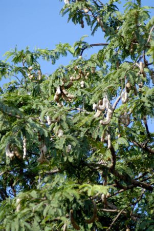 Tamarindenbaum und Früchte in Harihareshvar; Taluka Shreevardhan; Distrikt Raigadh; Maharashtra; Indien